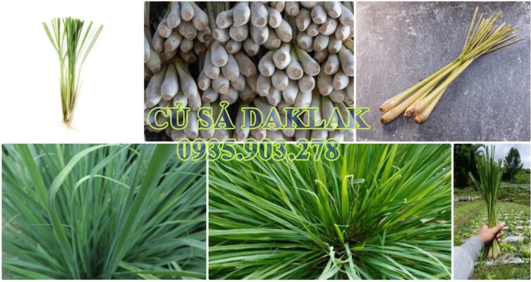 củ sả chât lượng cao.