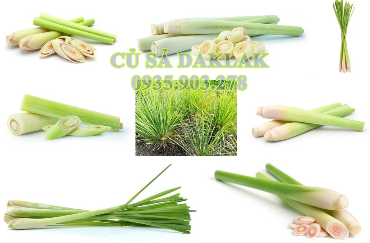 sả tươi daklak.