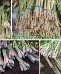 Ban Cu Sa Tuoi Daklak Hang Cho Khoi Luong Mua Tu 50kg 100kg