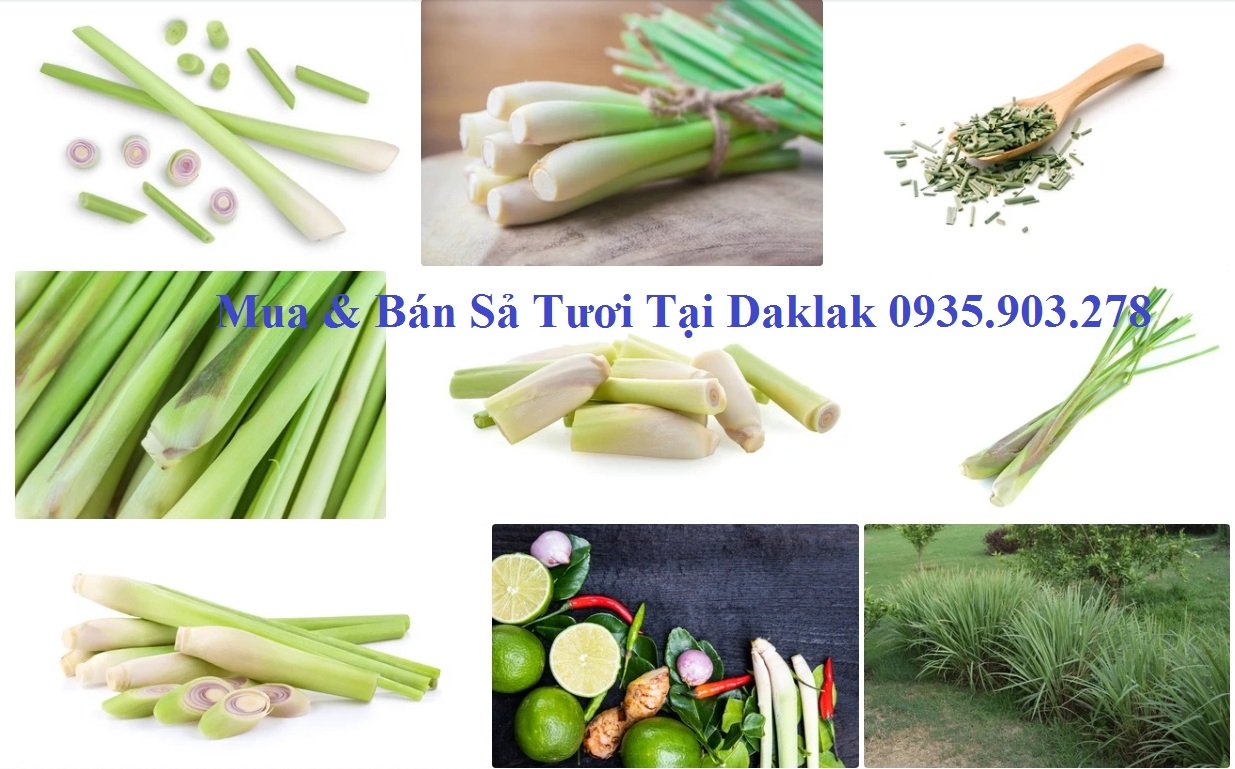 Mua Ban Sa Tuoi Tai Daklak